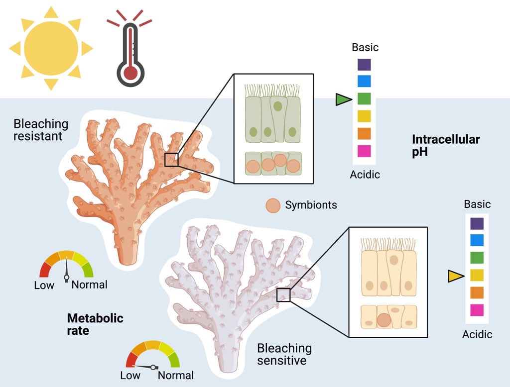 katiebarott's tweet photo. Hot off the press! Check out our new paper in @GlobalChangeBio describing how heat stress affects coral physiology from the colony to cellular level @PennBiology @symbioecology @HolliePutnam https://t.co/6oPpwJMfRO https://t.co/ZauPW7w2JZ