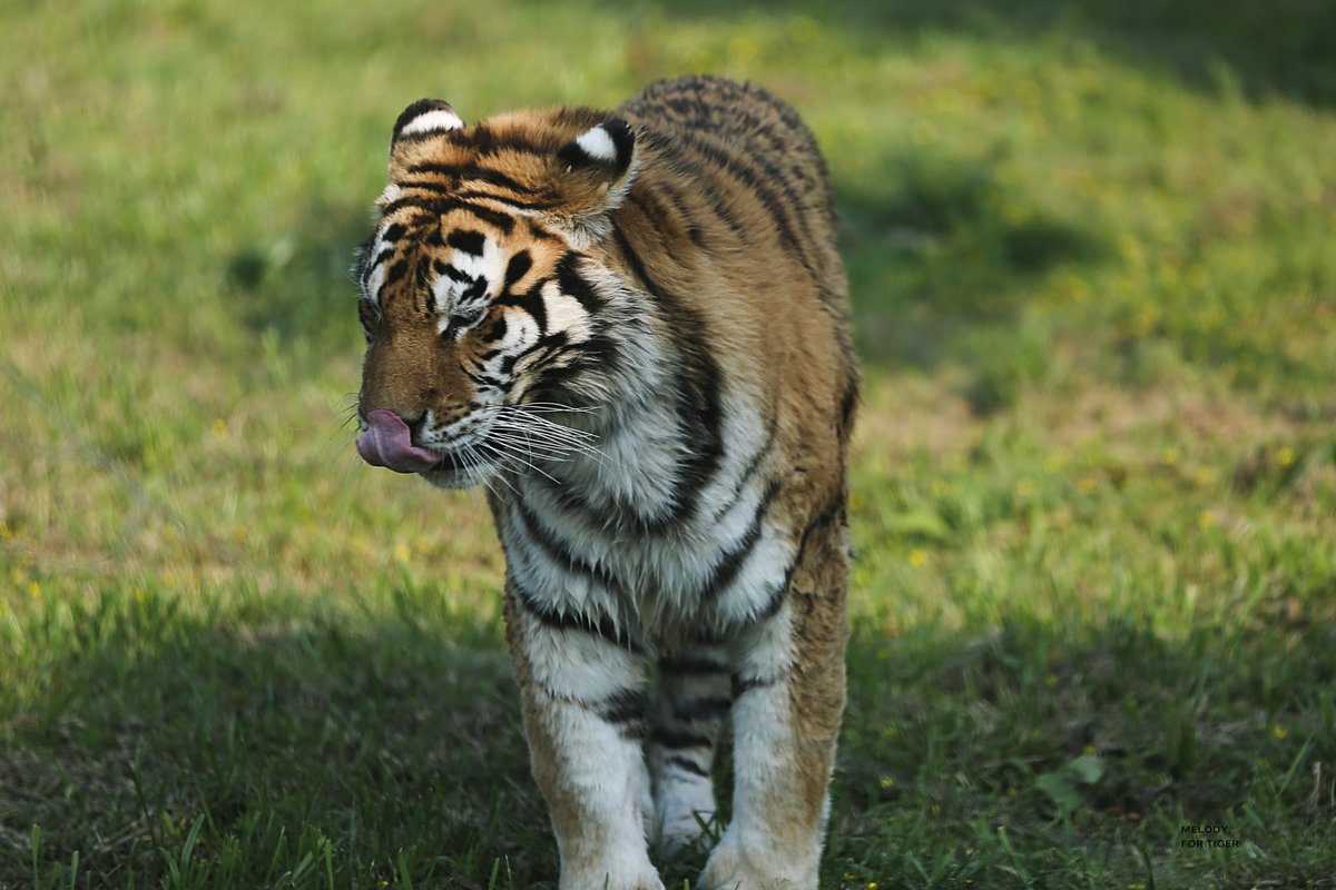Another April 1st! Melody Wildlife Zoo is now opening, only for today😼🐯🐣🦒🐵🐻🦥 #wildlife #Tiger #Alpaca