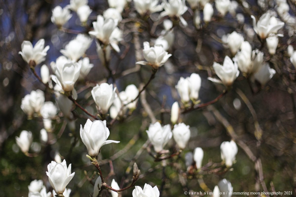 shimmeringmoon_'s tweet photo. All the magnolias are just coming out.... #greatcomp #springtime #springblossom #spring @GreatCompGarden #kent #kentplaces #kentgardens https://t.co/IHgRPwuTMe