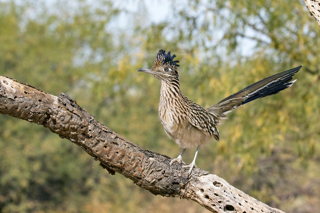 HikeSCV's tweet photo. Have you spotted these quick critters passing you on a hike? Greater Roadrunners can run as fast as 26 mph! 💨#WildlifeWednesday #HikeSantaClarita 📷: Mick Thompson https://t.co/17TdtFewIT