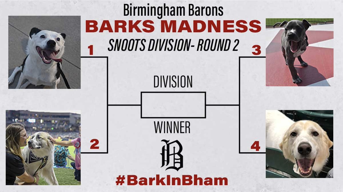 BhamBarons's tweet photo. It's Round 2 of the Snoots Division as a part of Barks Madness! Vote below your favorites of the roundโฌ #BarkInBham https://t.co/KDFgAQdgm4