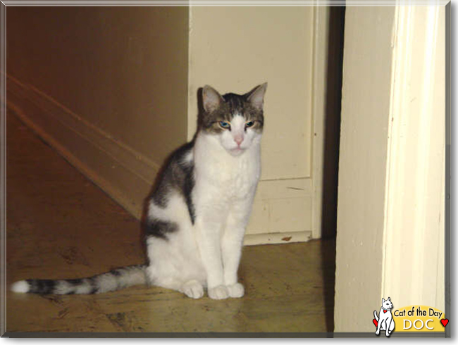 catoftheday's tweet photo. Wednesday's Cat of the Day is #sweet Doc, a #Domestic #Shorthair #kitty Cat #love - read his tale at https://t.co/ofRqRutNO2 and talk of him on #PetTalk at https://t.co/VQJx0FqTuJ
catoftheday #CatsOfTwitter #catsofinstagram #DoctorStupid https://t.co/Dnubsn13H9