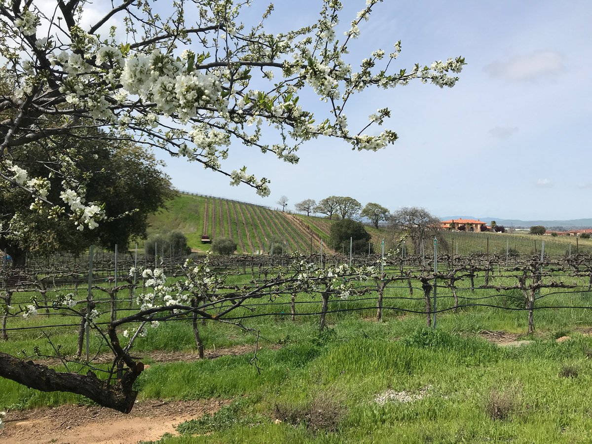 It's a beautiful day in the amazing #LivermoreValley!
#betterwithbentcreek #livermorewine #livermorevalley #livermorevalleywine #lvwinecountry #livealittlemore #lvwine #winetasting #visittrivalley