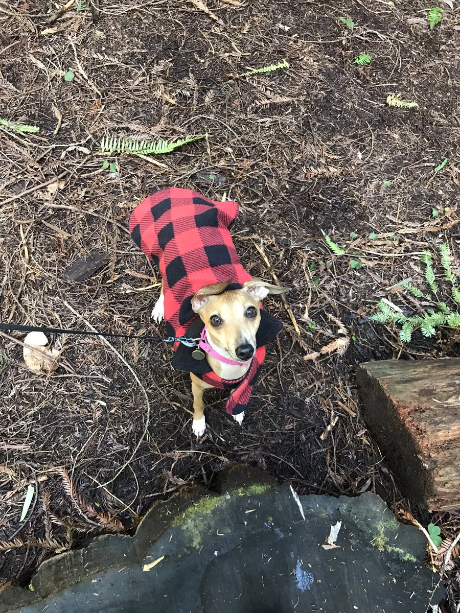 latinalocavore's tweet photo. @gastrognome My dog hiking in the Redwoods with me last weekend. Pre-rolling in some v stinky stuff off the trail! https://t.co/X8CAha5kMM