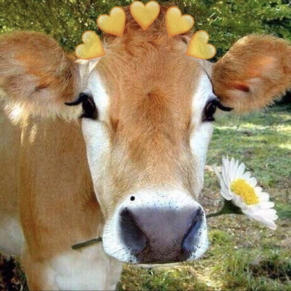 cowswithhearts's tweet photo. April showers bring May flowers! 🐮💛 https://t.co/LyfpBYWeCC