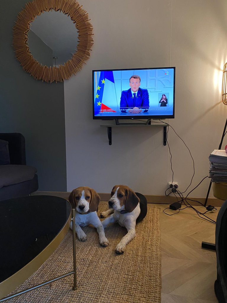 Et l’approvisionnement en croquettes sera assuré ?? Chablis et Rosette s’interrogent ! #Macron20h