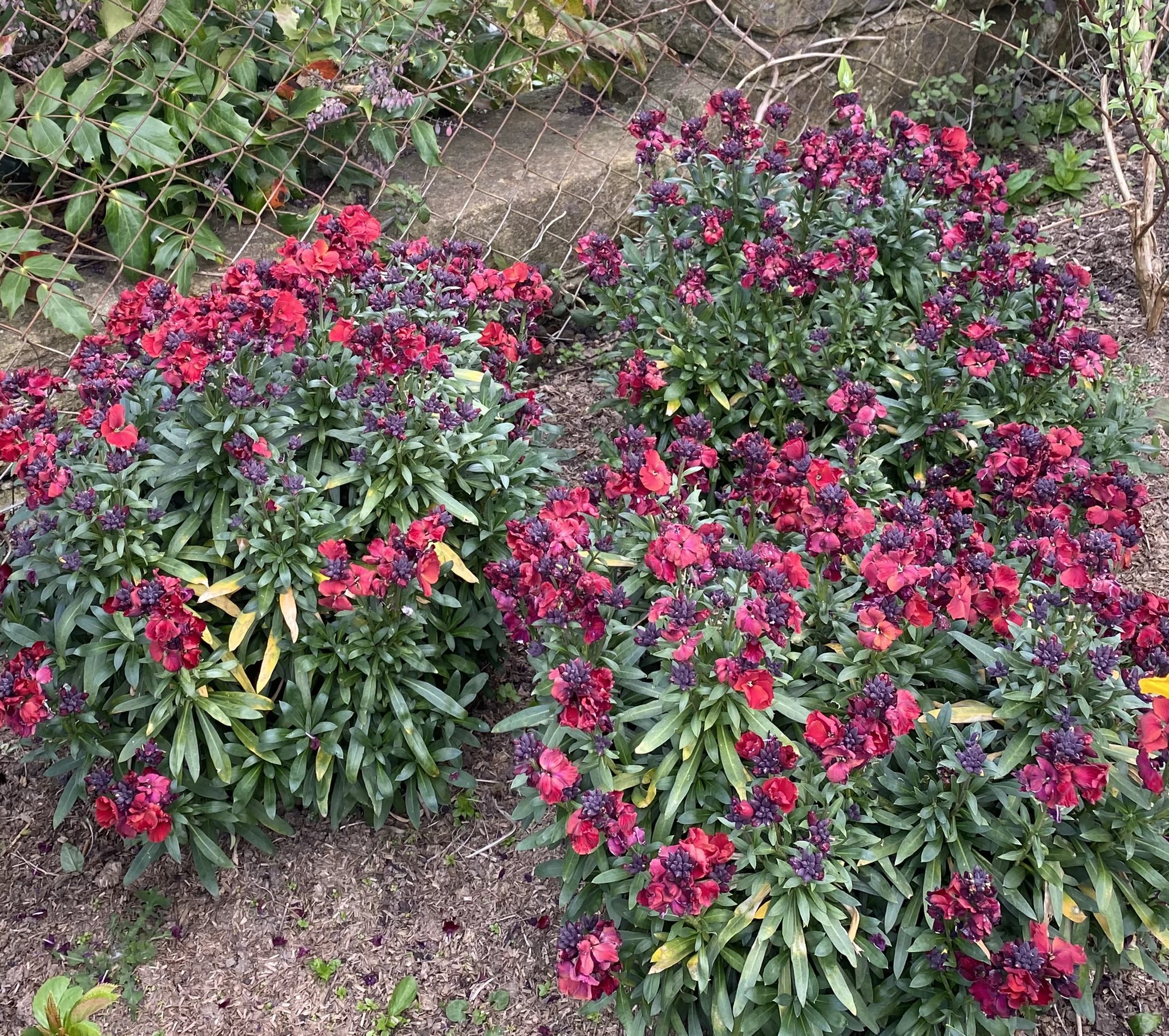 Alan E Down on Twitter: "Compact perennial #wallflower Erysimum Red Jep is a cut above the with rich red colour and strong #scent! #spring https://t.co/9lakcUIpon" / Twitter