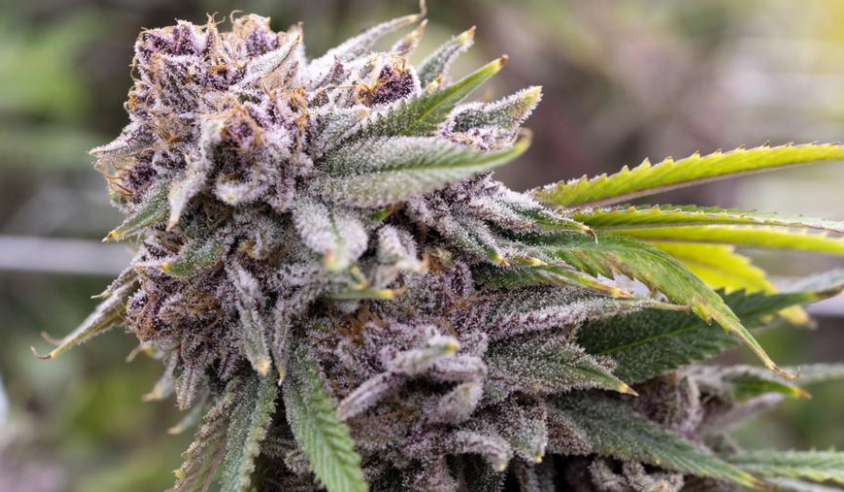 Forbes's tweet photo. Starting immediately, New Yorkers aged 21 and over can now possess up to three ounces of cannabis and grow up to three marijuana plants at home https://t.co/SnWncsY041 https://t.co/dgm6jNObke