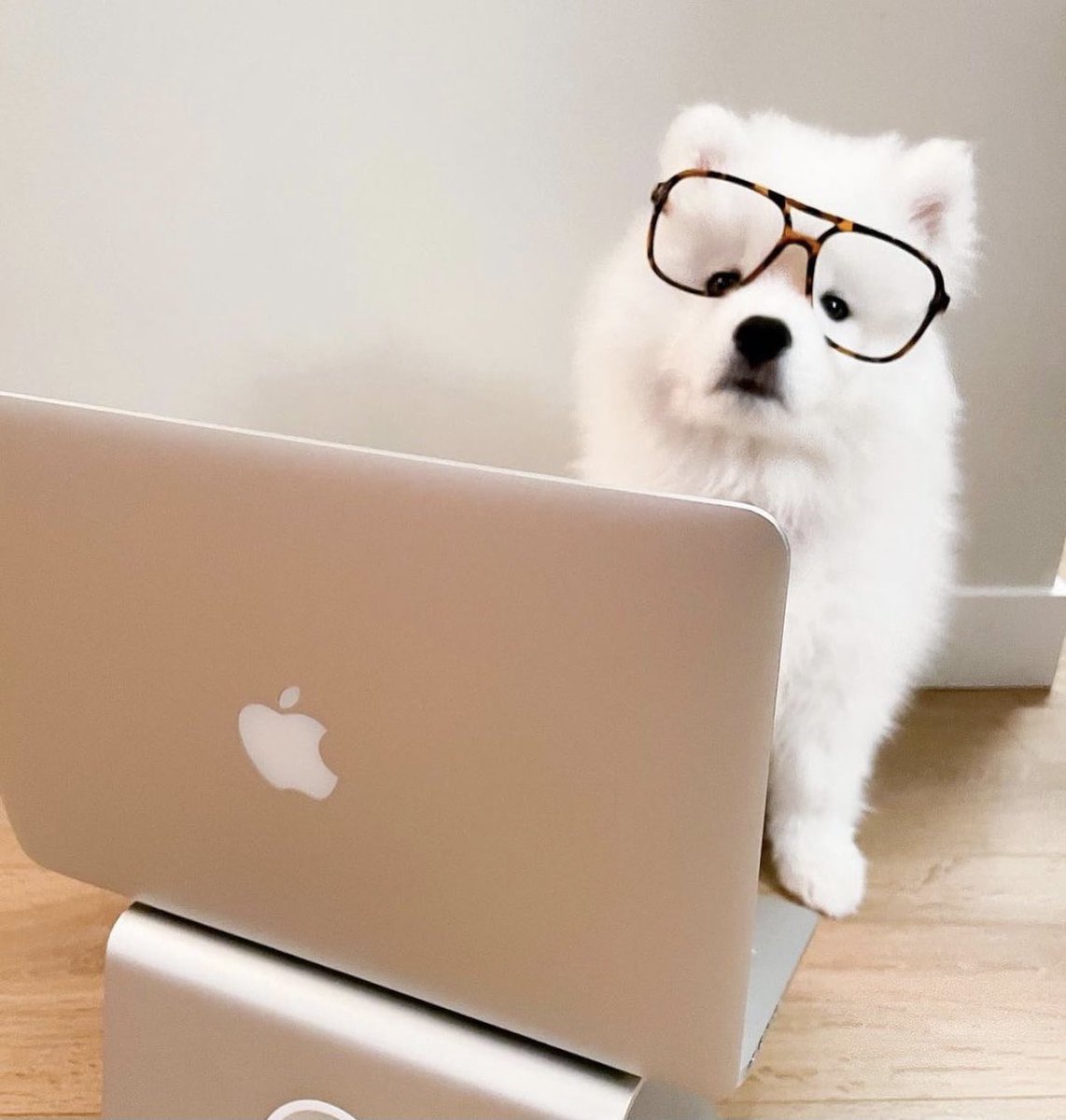 DANtheSamoyed🐶 tweet media