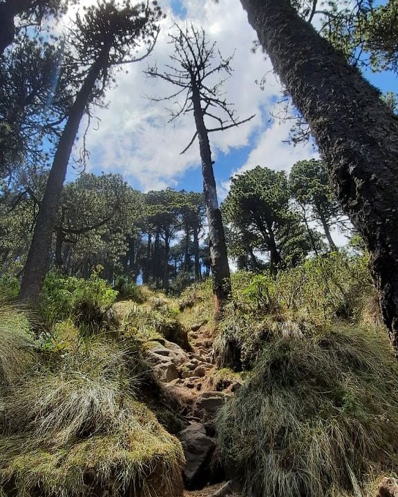 festivalesgt's tweet photo. Panorámicas desde la cima del 🌋 Volcan Santa María en Xelajú, tierra de árboles, flores y fauna silvestre, K'iche Mam #volcansantamaria #miercoles 📸: @luisvengt https://t.co/iNlE83T5M1