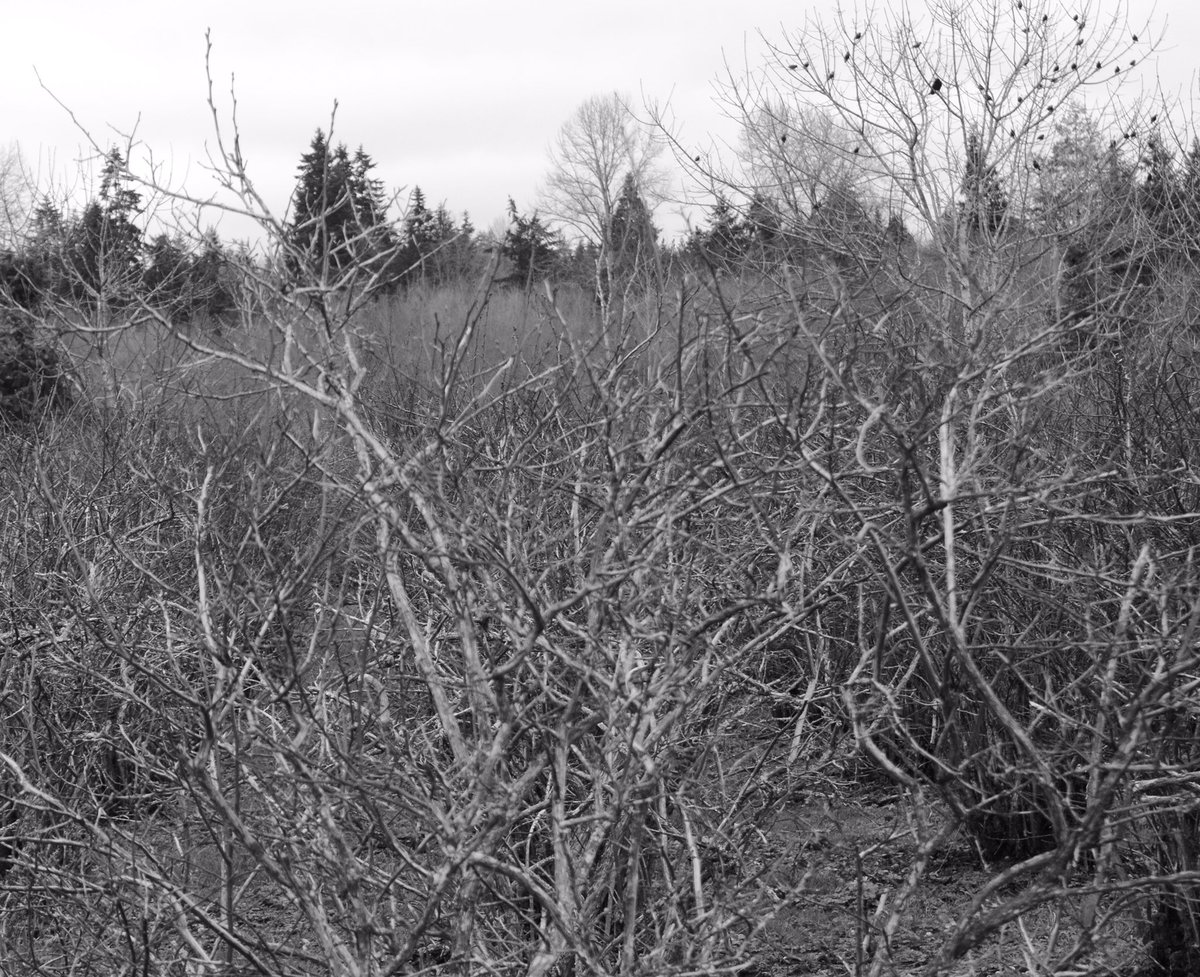 MatthewRehrl's tweet image. A queach is the perfect term to help describe the #wickedproblem of #obesity.