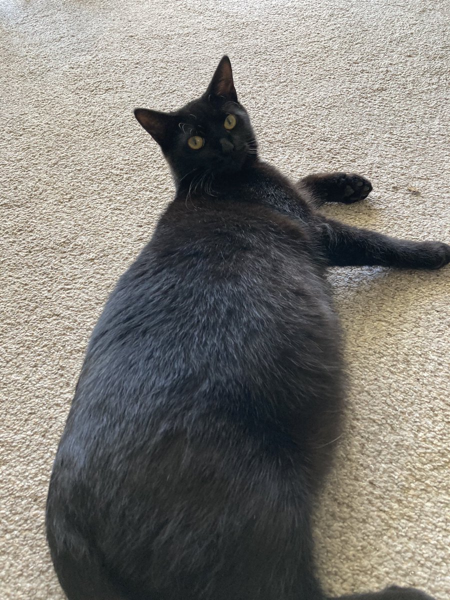 Minoriune's tweet photo. i haven’t posted much but here’s a picture of my kitty Bruno (Bucciarati, not Mars) https://t.co/yyGcQ9tXdJ