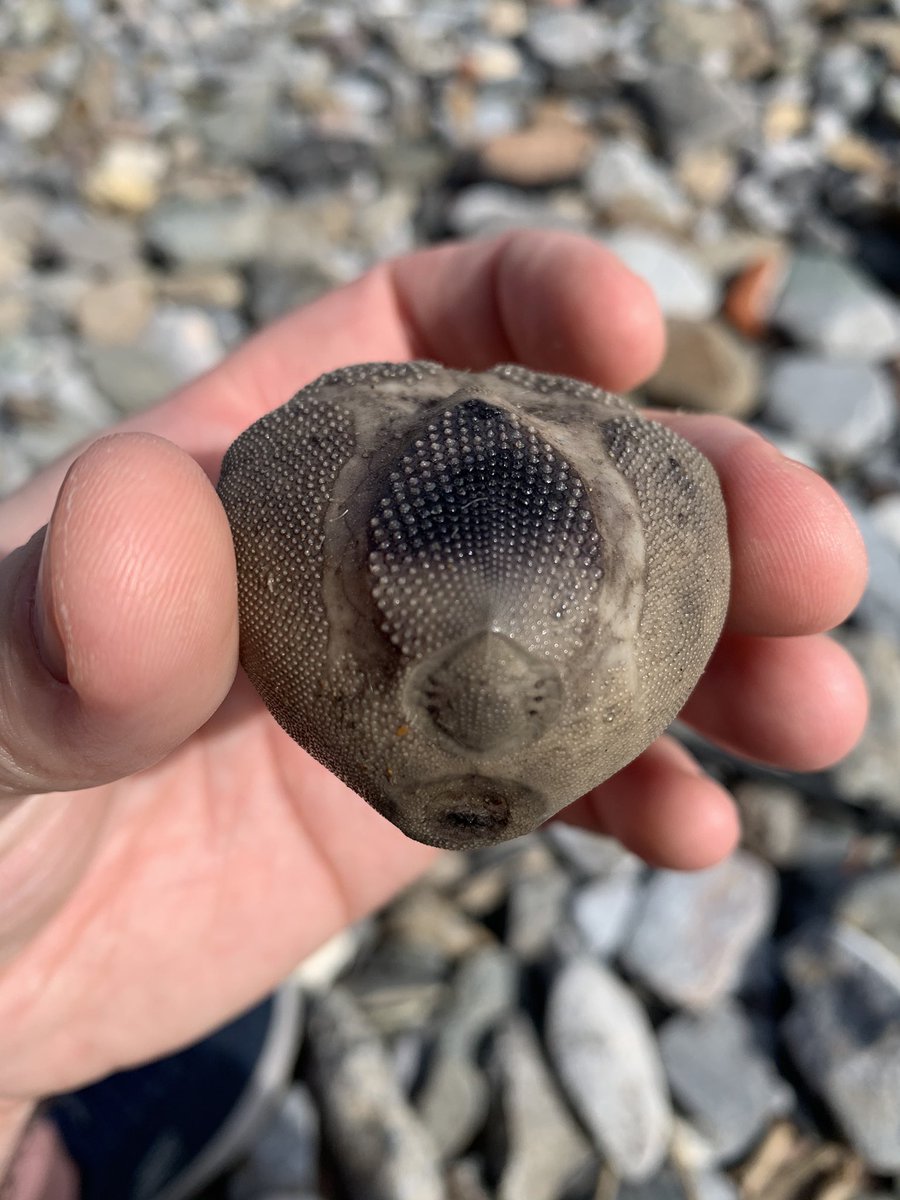 tocka1's tweet photo. Anyone know what this is? https://t.co/kKrYVfRiPU