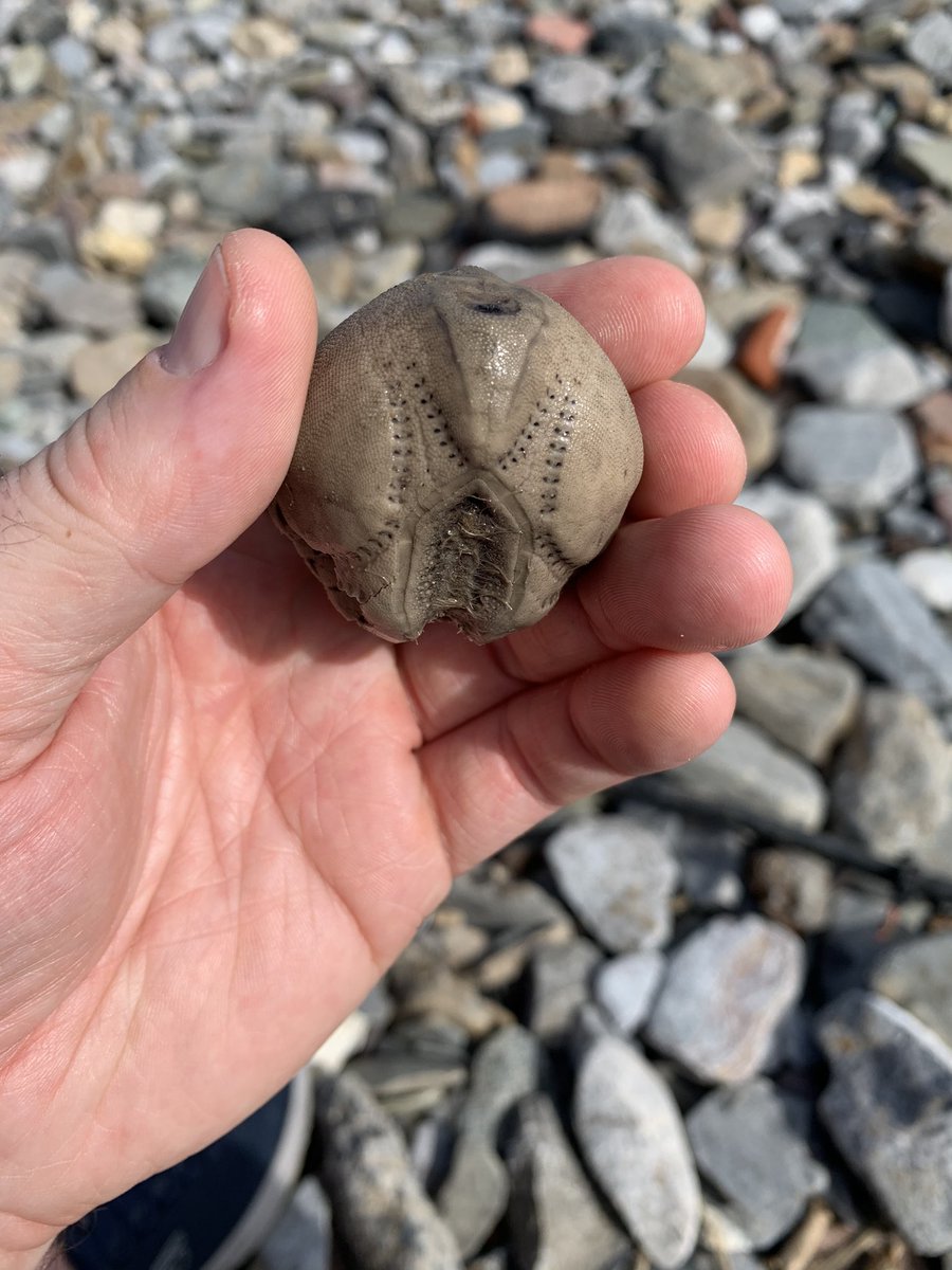 tocka1's tweet photo. Anyone know what this is? https://t.co/kKrYVfRiPU