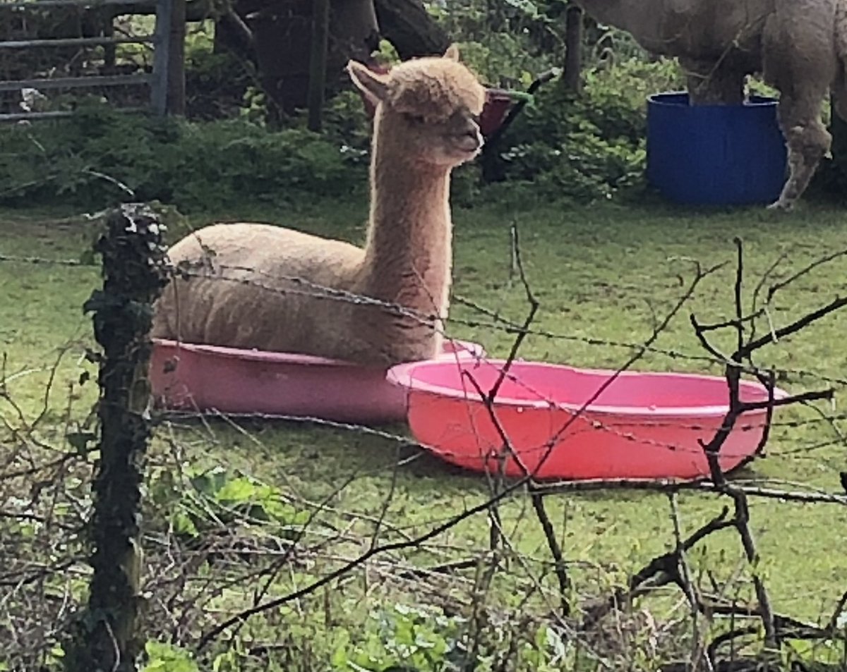 susiesooze's tweet image. Even the local alpacas are having some fun in the sun ☀️ #alpaca #spring #paddlingpool