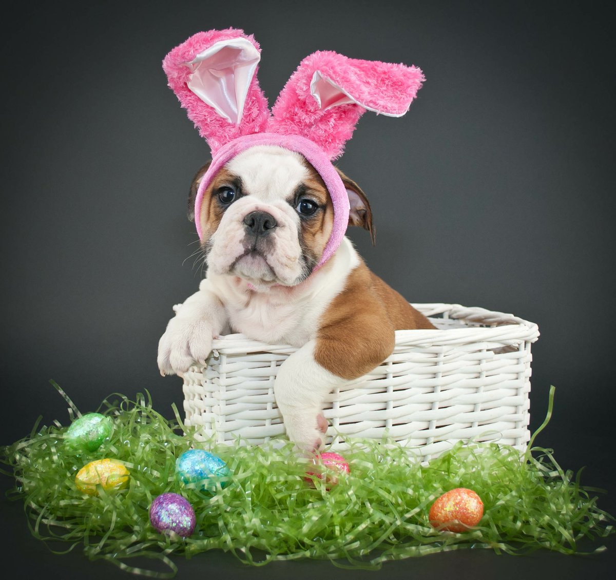 facesottawa's tweet image. 🐰 $6000 EASTER CONTEST: RT for your chance to win this package:

🐰 $2500 cash 
🐰 $2500 to your favourite #ottawa charity OR locally-owned business 
🐰 $200 to @overflowbrewing @Cabottos @GiovannisOttawa @SalaSanMarcoHal 
🐰 2-night stay @BrookstreetOtt