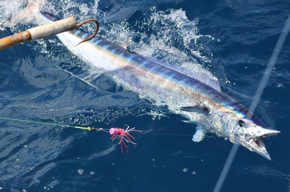 FathomOffshore's tweet photo. Our best selling lure, JUST.. GOT.. BETTER!

Our Mini Soft Heads have long been a favorite amongst anglers worldwide, so we decided to give them a bit of a facelift!

Now in addition to our tried and true rubber skirted version, we have added a full line of MYLAR skirted options. https://t.co/togOi0aZJF