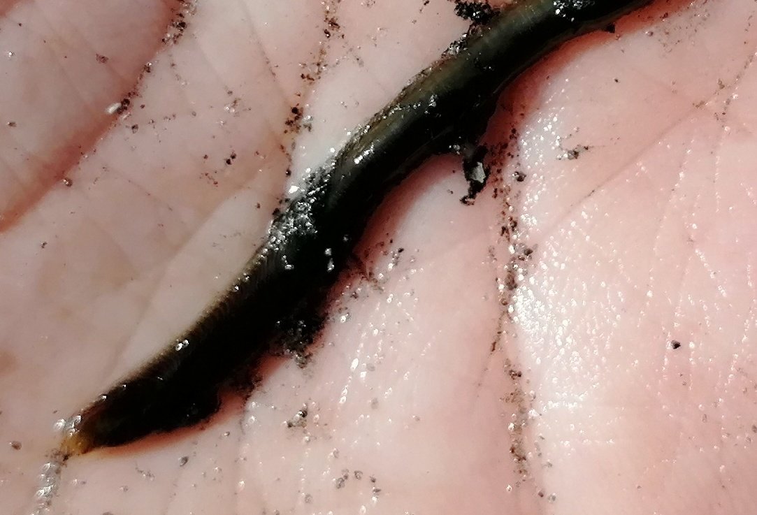 Gyldensteen Coastal Lagoon, Denmark tweet media