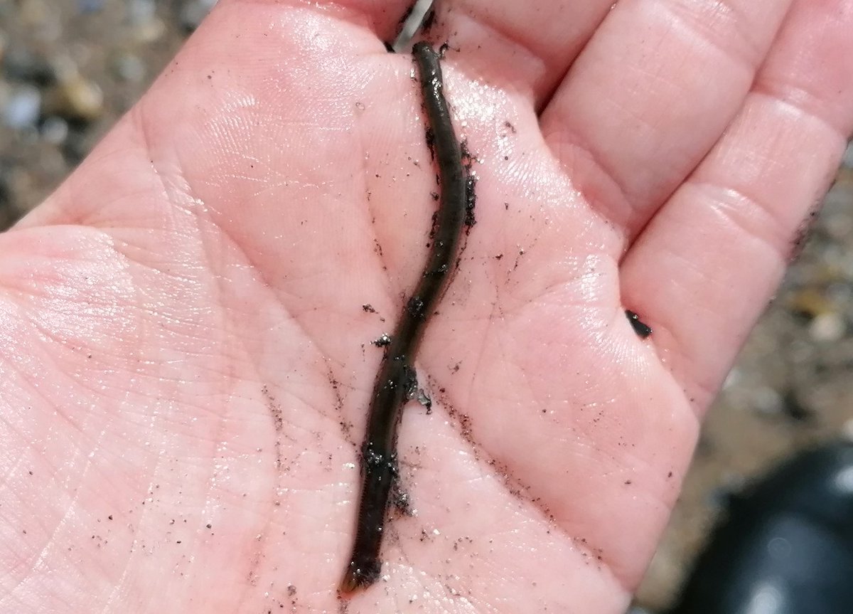 Gyldensteen Coastal Lagoon, Denmark tweet media