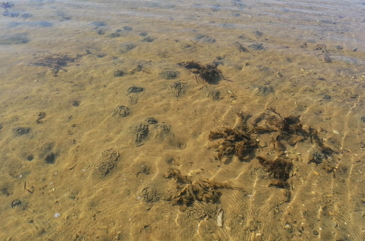 Historical day in Gyldensteen Coastal Lagoon. We found for the first time the invasive worm Marenzelleria viridis inside the lagoon 😃🇩🇰🌊. That means the benthic community is now the same as outside the lagoon, our reference station.
