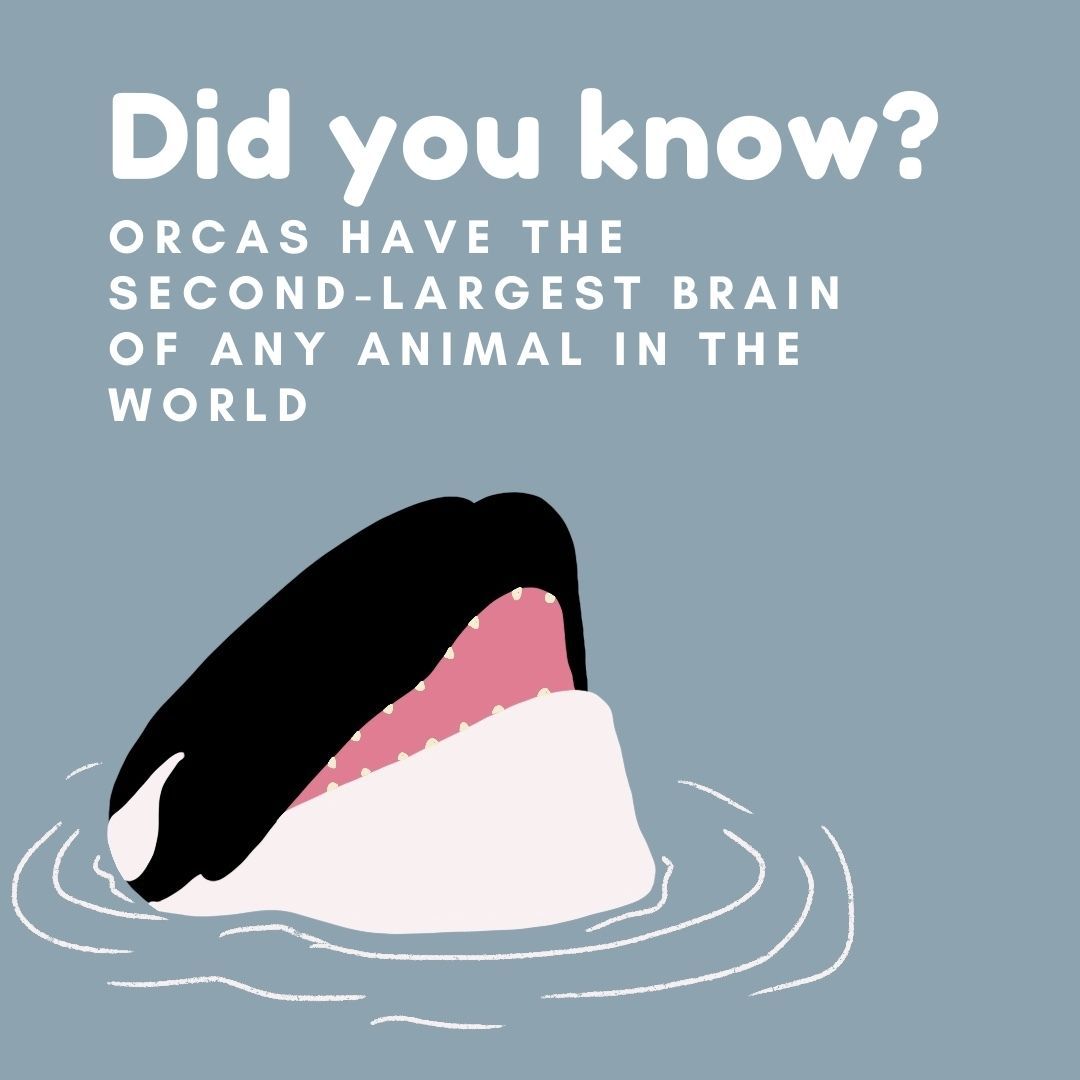 Did you know? Their brains can weigh up to 15 pounds. They also contain extreme amounts of folding or gyrification, meaning things like language, memory, and emotional capacity are highly developed, allowing orcas to develop rich culture! 
🐋 
🐬
#funfact#science#jointhepod#orca