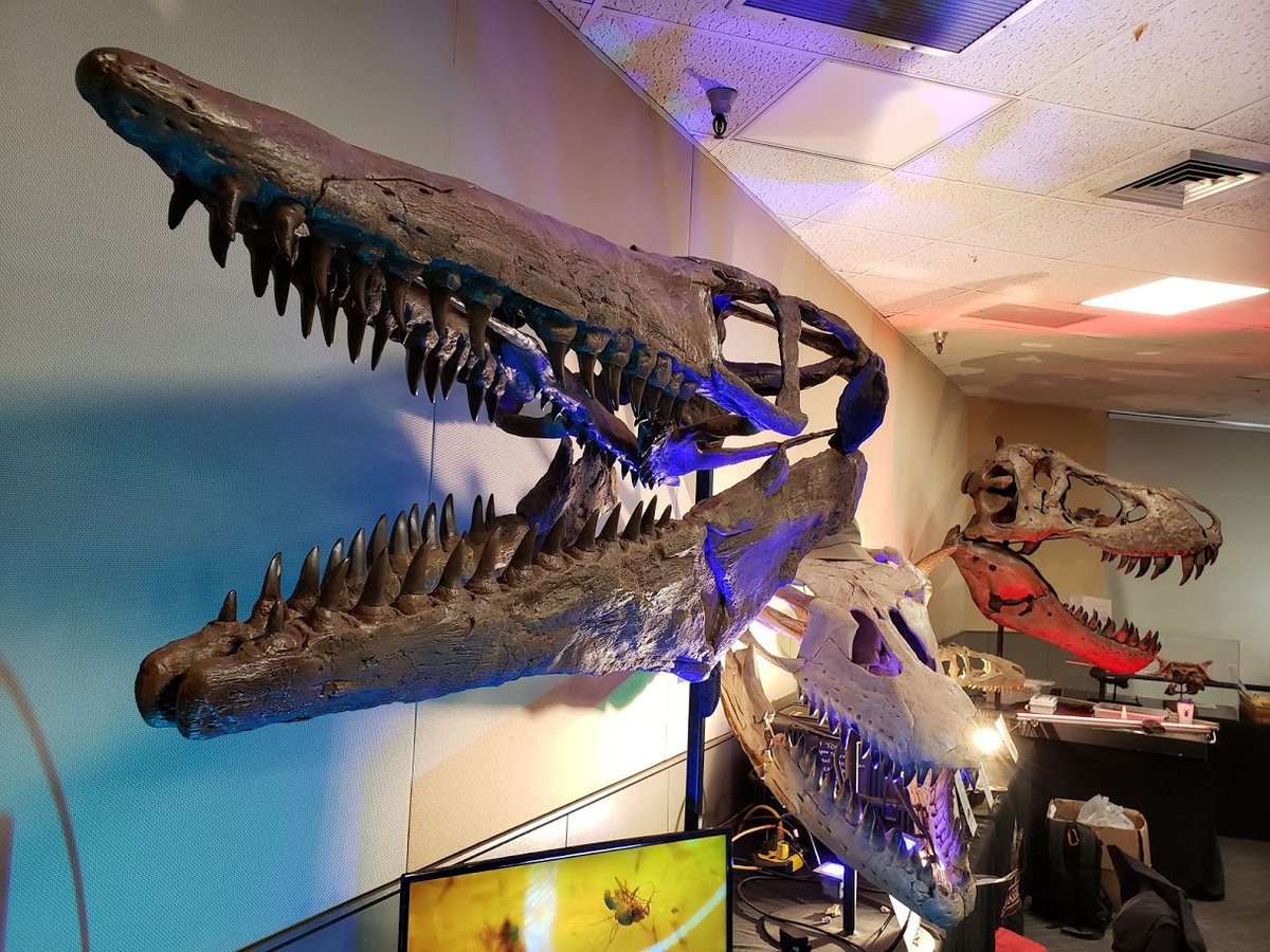 Jurassic_Quest's tweet photo. We hope everyone has had a fantastic #MosasaurWeek!
Some of the Mosasaur Fossils that Jurassic Quest has include the skulls of Tylosaurus and Prognathodon, two huge members of the Mosasaur family from the Upper Cretaceous. You can even see Tylosaurus in our drive-thru show! https://t.co/n4cFIqwJWl