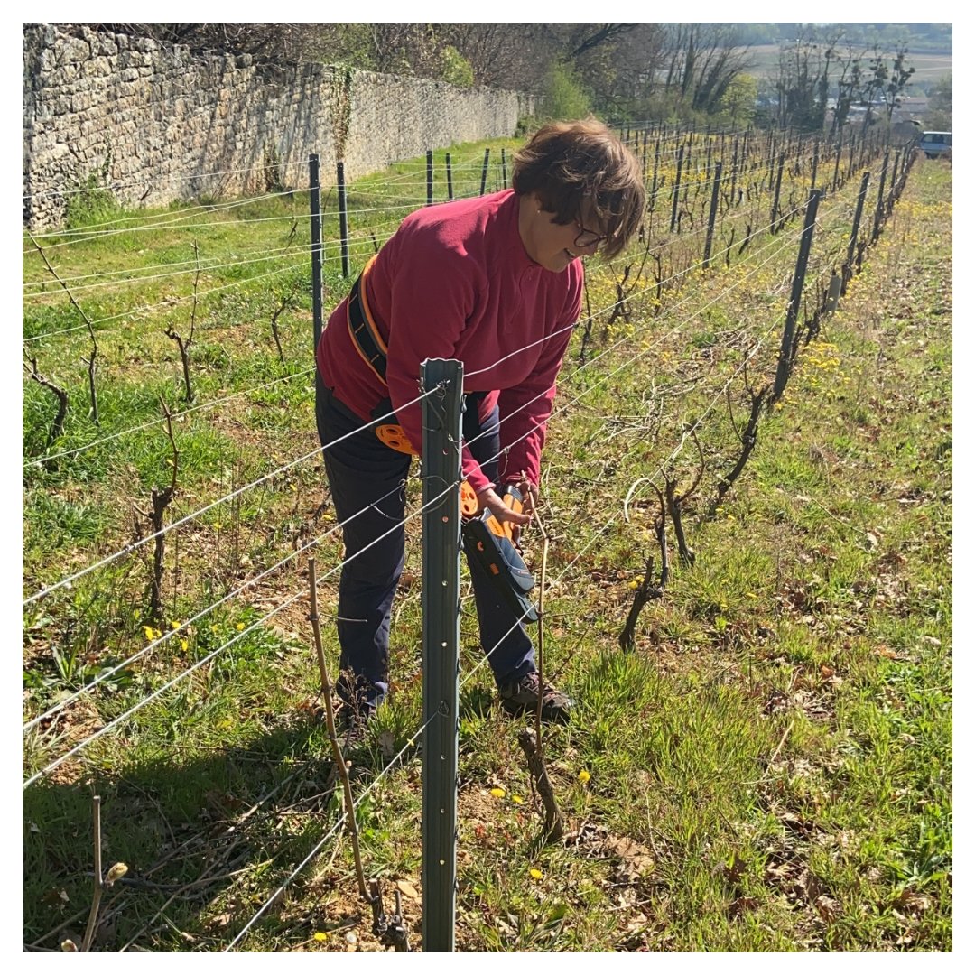[ La vigne pousse ]

Colette, plie les baguettes dans la vigne du clos de Saint-Trys 

Toujours avec le sourire 

#vignerons #vigne #lavignecontinue #famille #nature