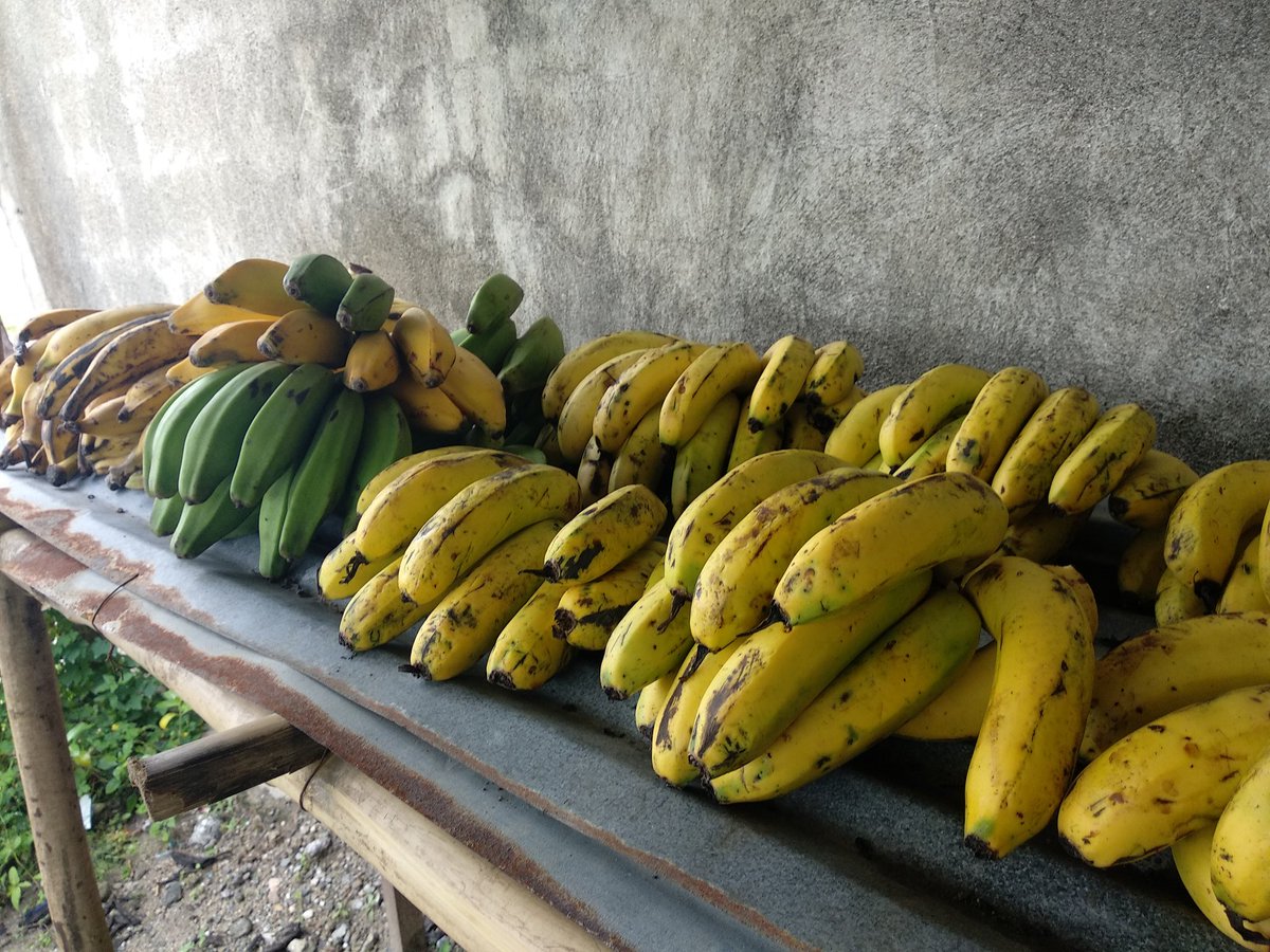 DouglasCardozoN's tweet photo. Plátano / 500 mil bs
Cambur / 450 mil bs
Cambur para torta / 400 mil bs
Lochos / 200 mil bs
Yuca / próximamente...
¡Aquí no se rinde nadie!
#ElRebusque https://t.co/GkEmv3mWnC