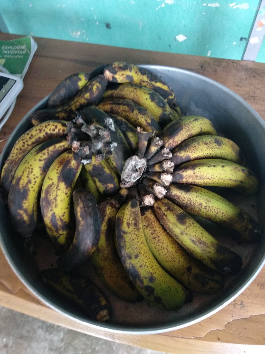 DouglasCardozoN's tweet photo. Plátano / 500 mil bs
Cambur / 450 mil bs
Cambur para torta / 400 mil bs
Lochos / 200 mil bs
Yuca / próximamente...
¡Aquí no se rinde nadie!
#ElRebusque https://t.co/GkEmv3mWnC