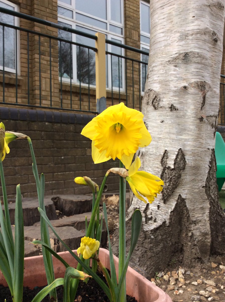 Thank you @GrovesNurseries for our beautiful daffodils 😀