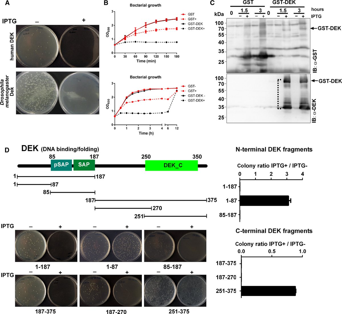 FEBS_Letters's tweet photo. ✳ Bacterial Growth Inhibition Screen (BGIS):
A new method based on recombinant protein toxicity 
for the identification and functional analysis of protein domains

➡https://t.co/Uyt6q7XczJ

#proteinfunction #proteinanalysis #DNAbinding #RNAbinding https://t.co/iq5AhGAYh8