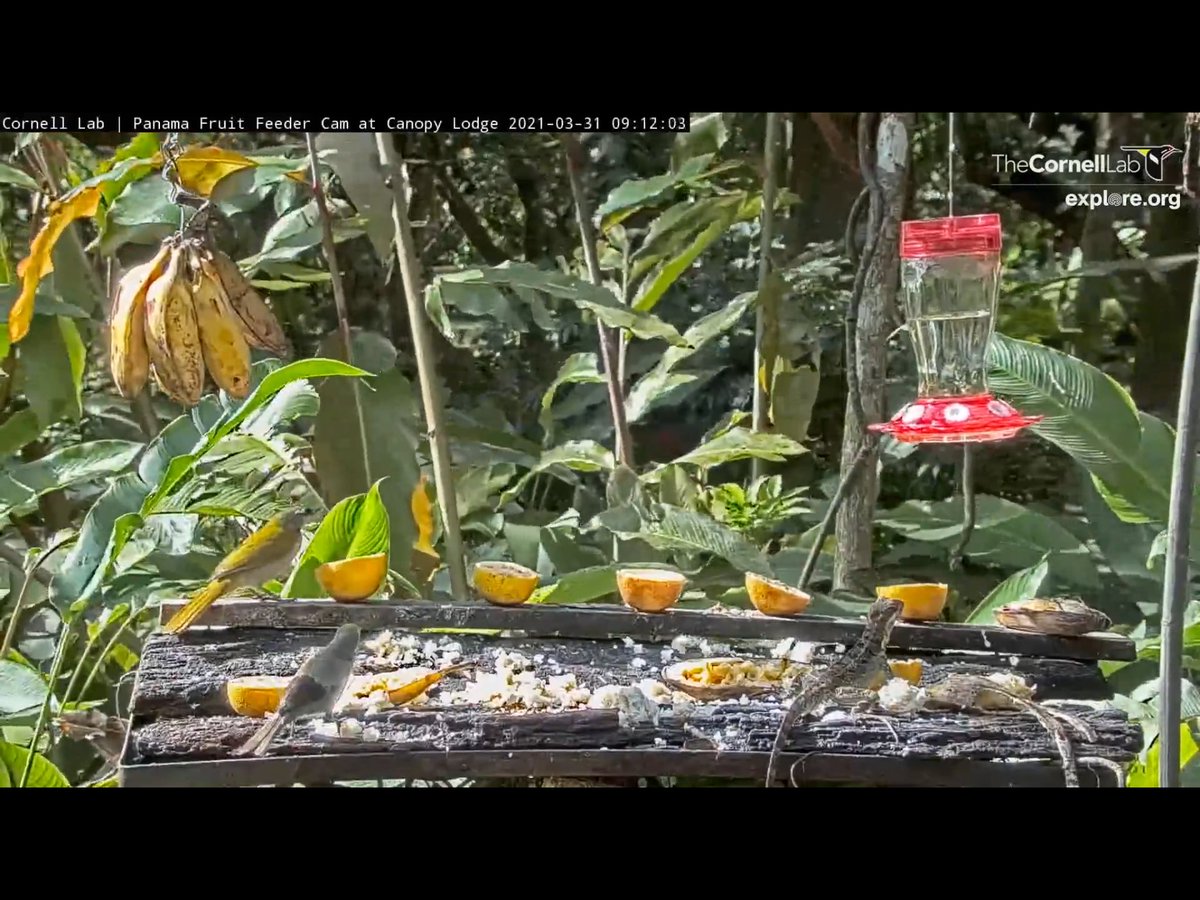 BadMoveNeil's tweet photo. The not often seen Palm Tanager along with a Buff-throated Saltator and a Basilisk. @PanamaFeederCam https://t.co/HAC5sQRtc3