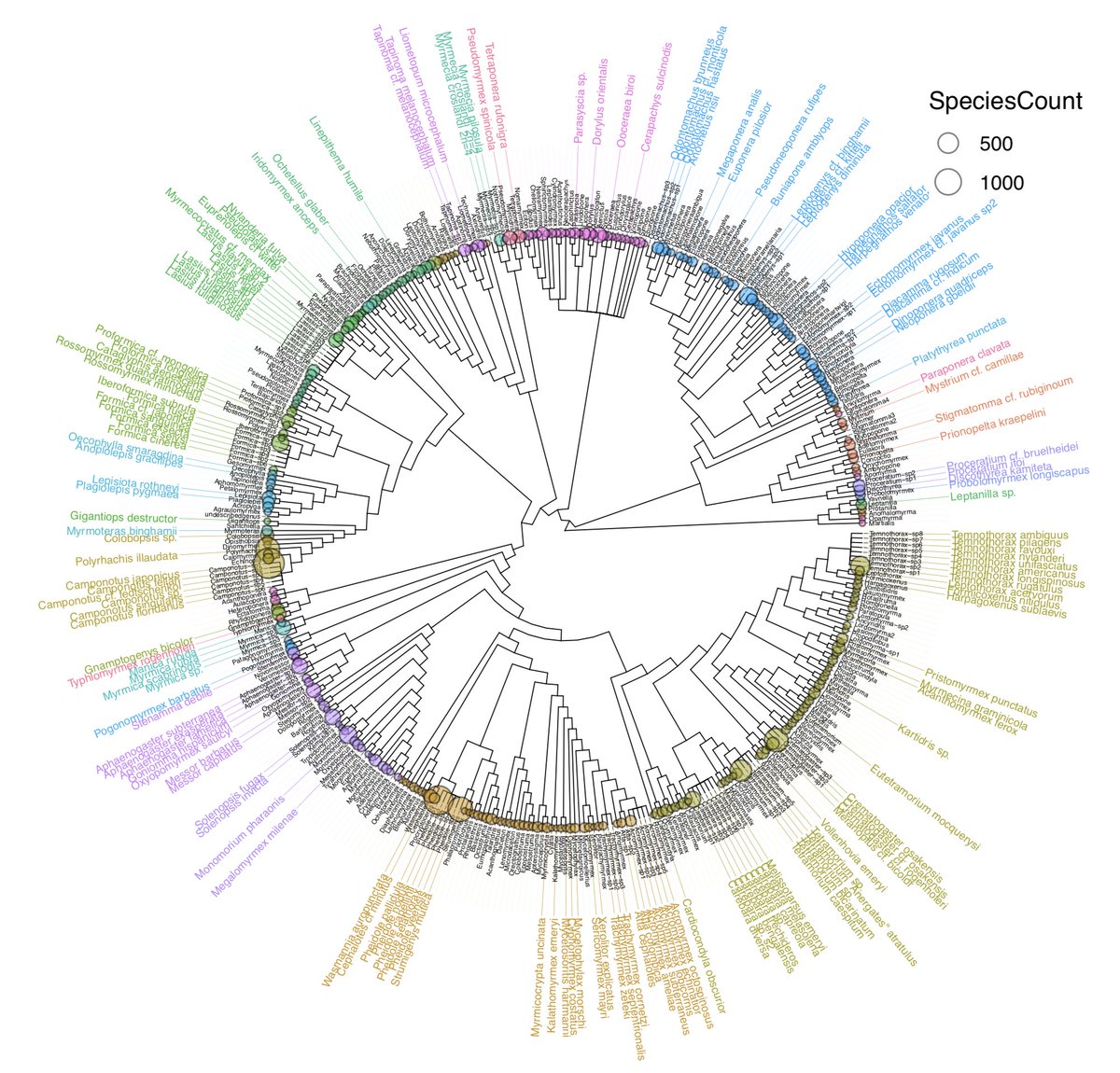 antgenomics's tweet photo. Here's how our current taxon sampling looks like mapped onto the ant phylogeny! 27 tribes covered! https://t.co/fKVvg2M0RO