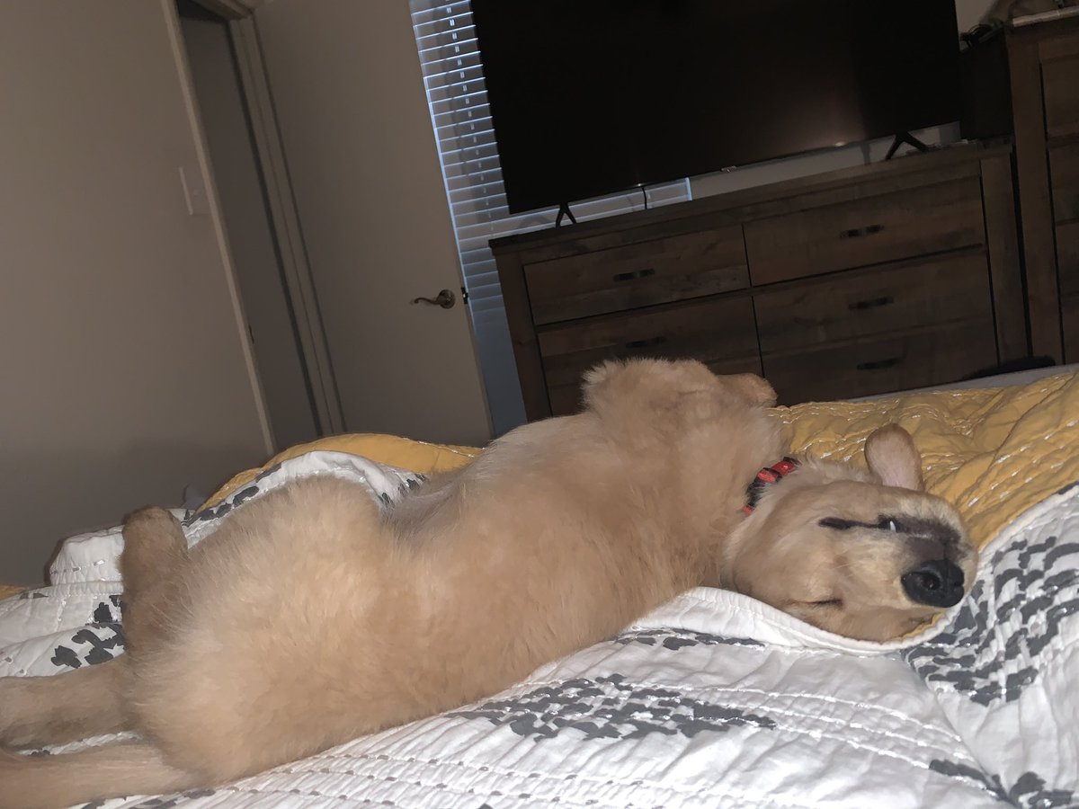 Hope_Nicoleee's tweet photo. y’all meet my sweet boy Cap🥺💗 #golden #goldenretriever #cap #puppylove https://t.co/wor9mqffJ4