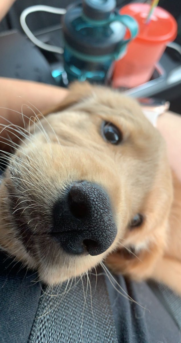 Hope_Nicoleee's tweet photo. y’all meet my sweet boy Cap🥺💗 #golden #goldenretriever #cap #puppylove https://t.co/wor9mqffJ4
