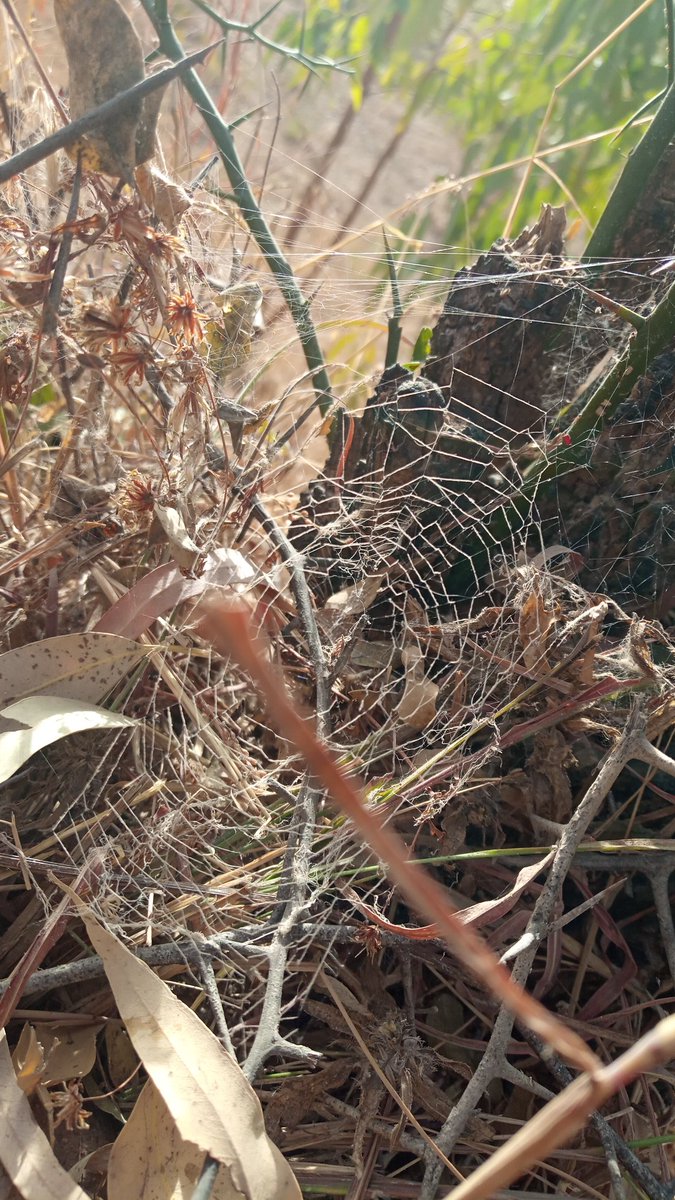 NimmyelA's tweet photo. Time out with @aploritwit1 students @edencci 
#birdwatching 
Bird of the Day: Adbim's  Stork.
#naturelovers
#NaturePhotography https://t.co/H6WVWDog3n