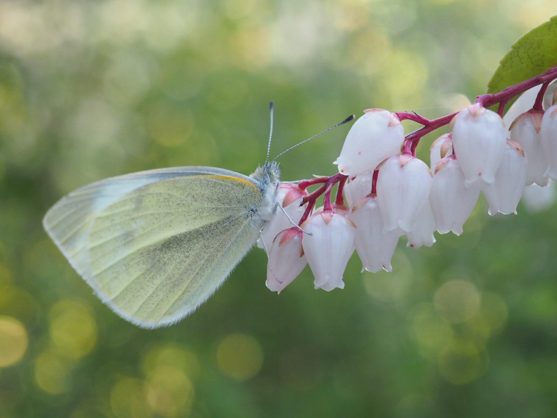 越冬蛹 Twitter Search Twitter