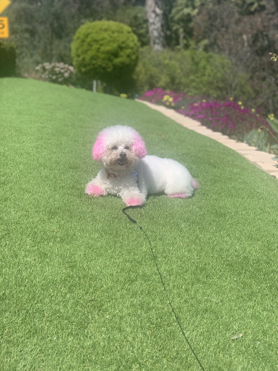 KarmaIsABichon's tweet photo. #WednesdayMood ☀️☀️☀️ https://t.co/rh9X0zUu7u