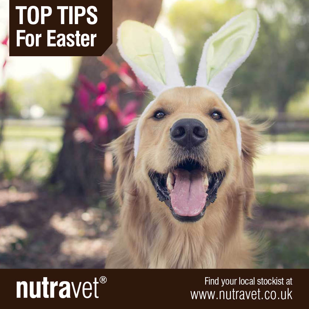 nutravet's tweet photo. This Easter keep your pets safe and don't let them sniff out any of your chocolate eggs.
Remember to keep any human treats to yourself and out of reach from paws. More Easter tips for pet owners here https://t.co/o2ScHUadt1
#EasterTips #nutravet https://t.co/5gTnUfI8Jn