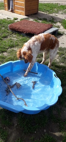 FBB / La vie de nos 3 refuges et des animaux 🏡 tweet media