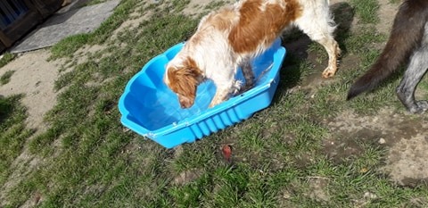 FBB / La vie de nos 3 refuges et des animaux 🏡 tweet media