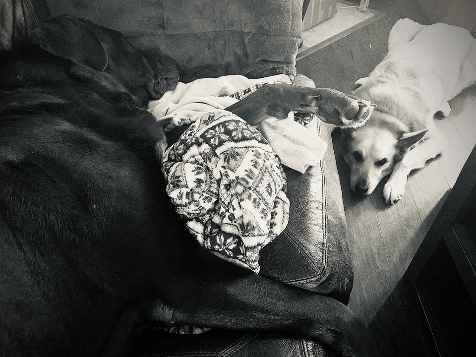 OldSoulsRescue's tweet photo. Helaku and Charlie are planning a day full of shenanigans and romping! Or maybe not.                    😲😸🤔😩😅🥳😜😇😷🙀                         #paws #furryfriends #animals #animalrescue #dogs #petlovers #oldsouls #dogsplaying #bigdogs https://t.co/9MendBY4Rl
