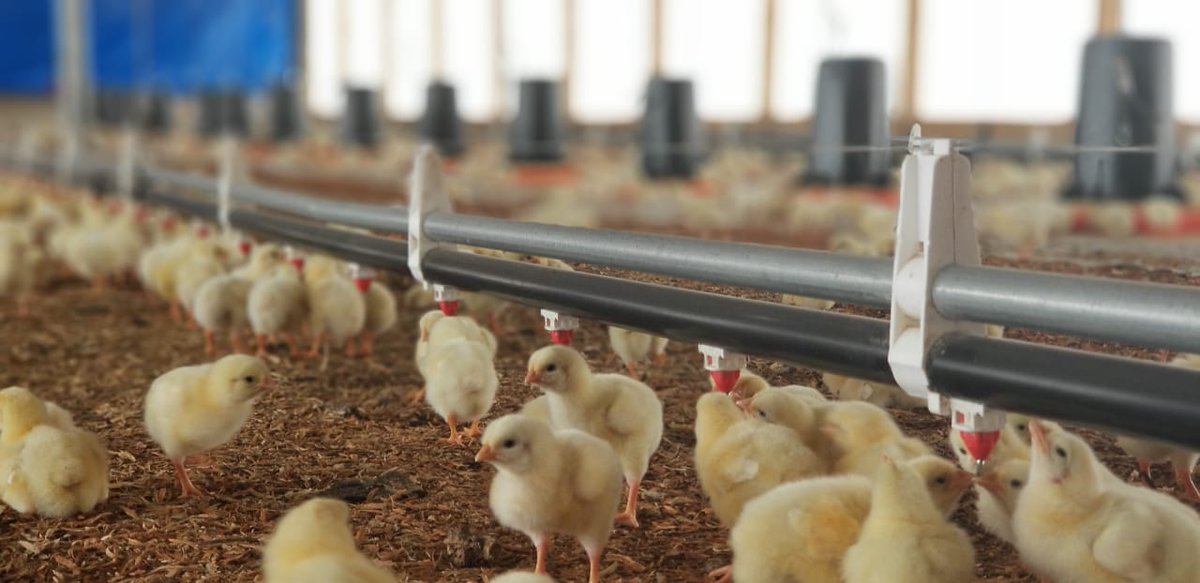 AliBJM's tweet photo. A glimpse into the recently erected broiler houses at Tamarind Farms Correctional Centre with chicks at 3 days old. Public private Partnership - always the best way. #nutramix #mns @matthewsamuda https://t.co/0cFtvG1yF9