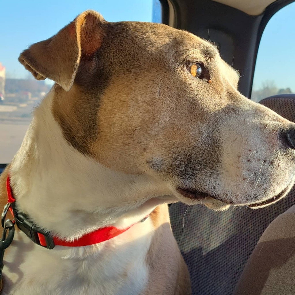 Lil_MissLiving's tweet photo. Ban has an appointment today. Isn't he so pretty? 💕 https://t.co/z1biX49sBK https://t.co/A4aRK2WMfN