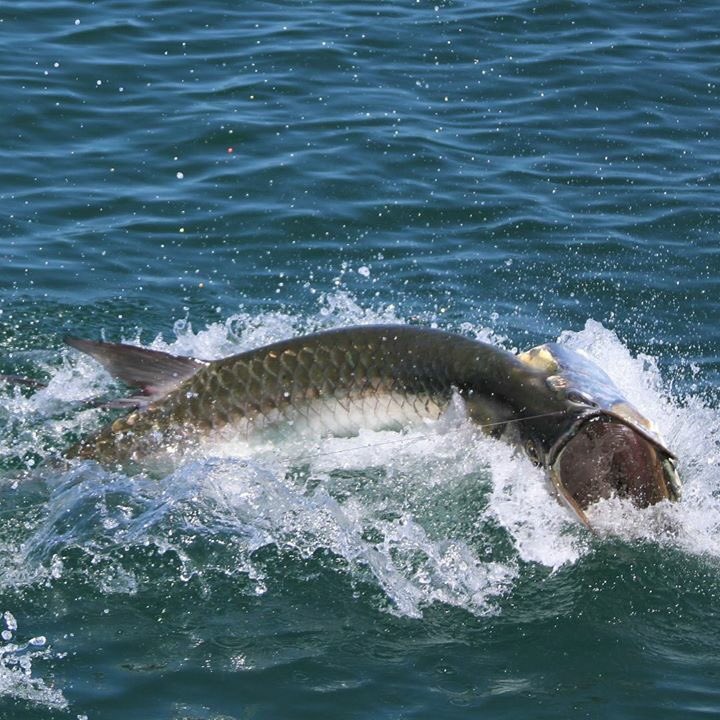 GrandeTarpon's tweet photo. https://t.co/z0WlYD2f4b