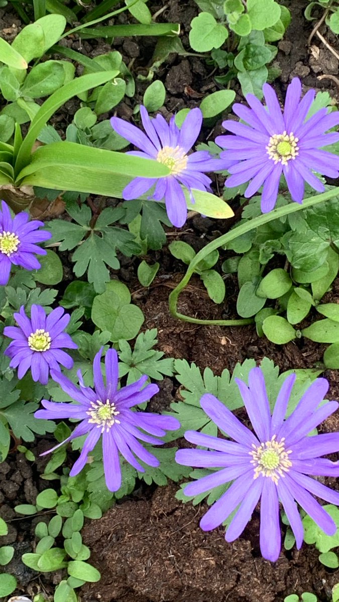 <a href="/DownhamMatters/">Downham Matters</a> corner garden #spring #flowers #beautiful #nature