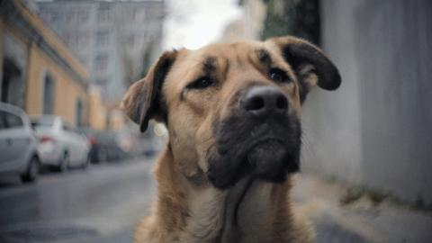 BFI's tweet photo. Loved @straydocfilm? 🐕  Watch director @lizbklo discuss her striking debut in this #LFF Q&amp;A https://t.co/3VFr3H7dhA https://t.co/0DiS3eud2B