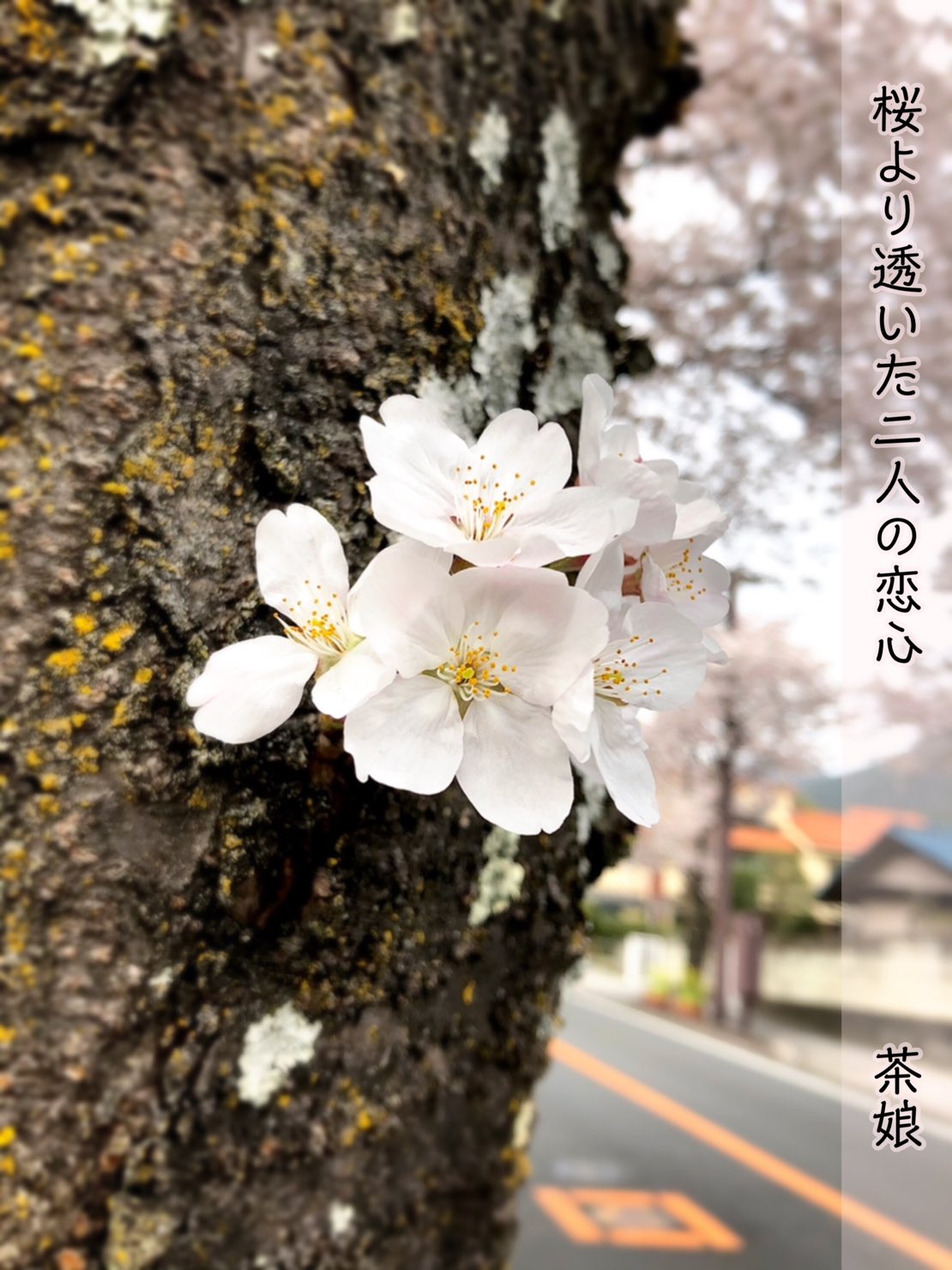 手相観定師ちゃこ 俳号は茶娘 皆のサポートで一句 桜より透いた二人の恋心 俳句サークルで 皆に揉んでもらいました 俳句 俳句初心者 日記代わり 俳句サークルかはせみ 五七五 占い師の日常 T Co Vhkeckart1 Twitter
