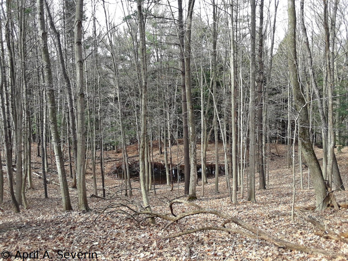 AprilAnne2014's tweet photo. 📷 Cell pics 3/30/21 #MonarchTrail #DundasValley #HCA #HamOnt #Canada #NorthAmerica #ConservationArea #trail #forest #woods #pond #nature #spring #photography #CanadianPhotography https://t.co/hjH2VDHtC2