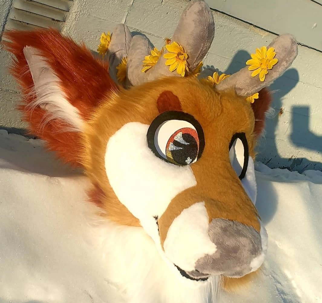 TrashyFur's tweet photo. Excitement because I paid off my bean Daisy Mae today ❤
#furry #fursuiter #furrytiktok https://t.co/Ln4GuA5GAF